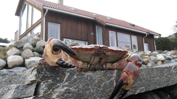Åmøy Fjordferie Leilighet Vestre Åmøy Eksteriør bilde